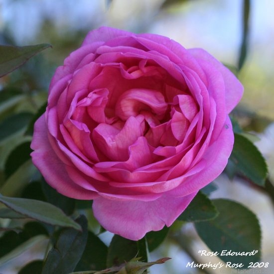 'Rose Edouard' rose photo