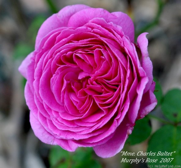 'Madame Charles Baltet' rose photo