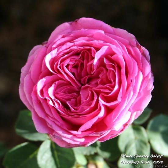 'Madame Charles Baltet' rose photo