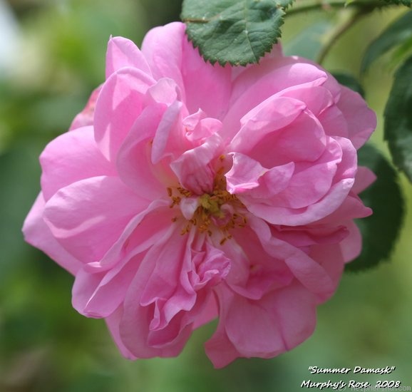 'Summer Damask' rose photo