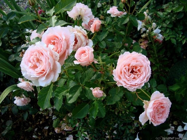 'L'Aimant' rose photo