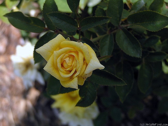 'King's Mountain' rose photo