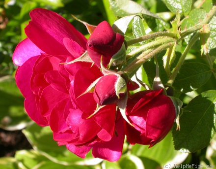 'Hansaland ®' rose photo
