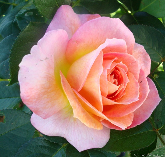 'Elle ® (hybrid tea, Mouchotte/Meilland 1999)' rose photo