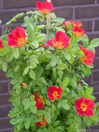 'Bicolor atropurpurea' rose photo