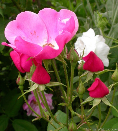 'Betty Prior' rose, click to enlarge 'Betty Prior' rose photo