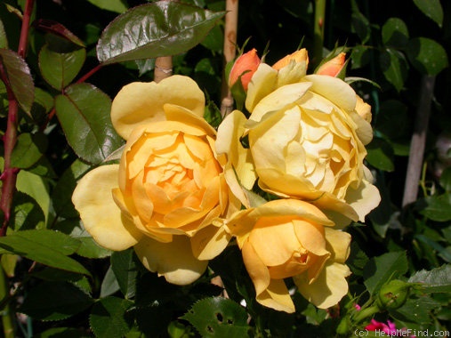 'Sun Cover ™' rose photo