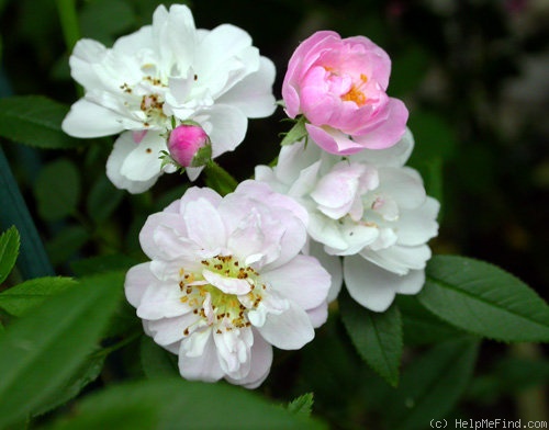 'Little Rambler' rose photo