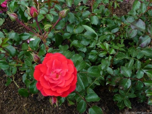 'Sorrento ® (shrub, Noack, 2005)' rose photo