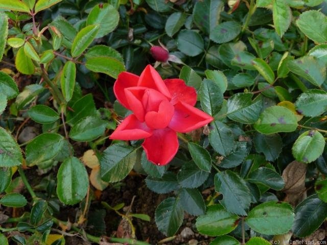 'Sorrento ® (shrub, Noack, 2005)' rose photo