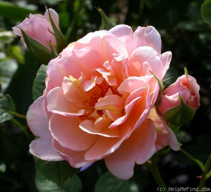 'Anita M.' rose photo