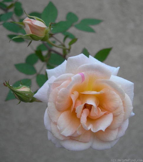 'Softee (miniature, Moore 1983)' rose photo