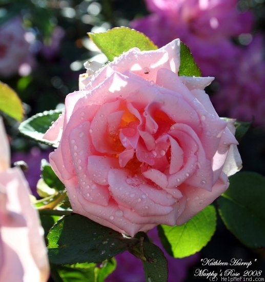 'Kathleen Harrop' rose photo