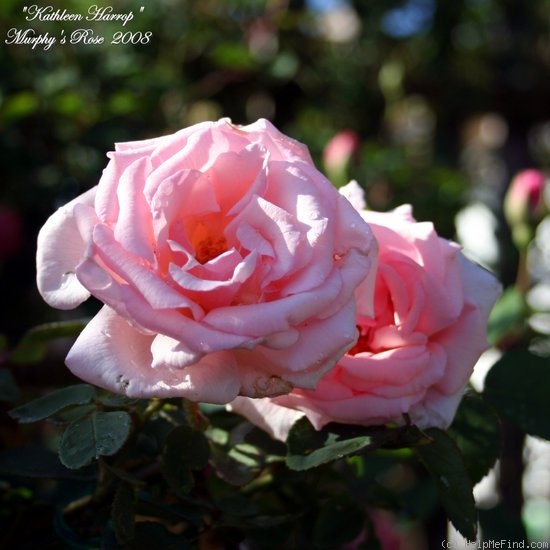 'Kathleen Harrop' rose photo