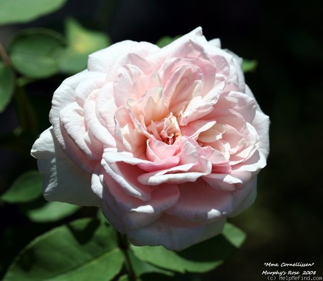 'Madame Cornélissen' rose photo