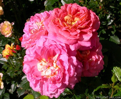 'Christopher Marlowe' rose photo