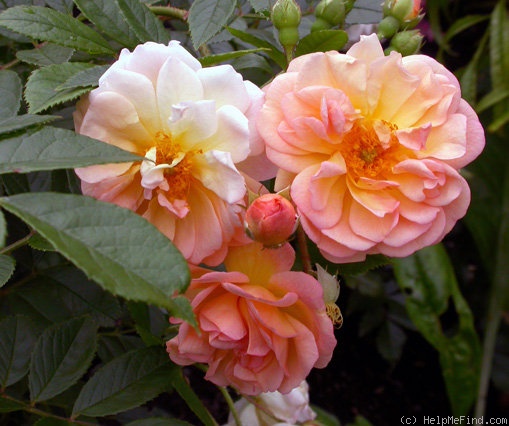 'Ghislaine de Féligonde' rose photo