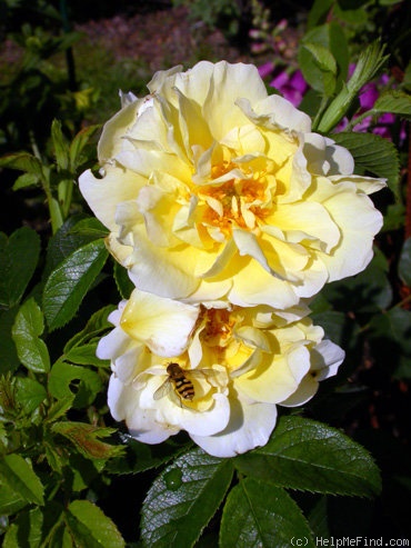 'Topaz Jewel' rose photo