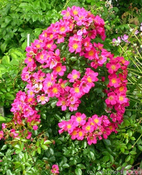 'Tommelise' rose photo