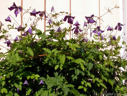 'Viticella' clematis photo