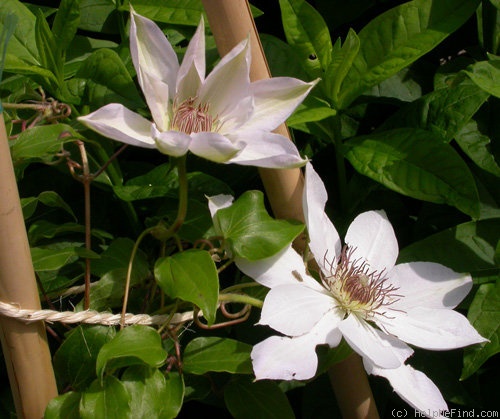 'Henryi' clematis photo