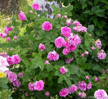 'Empress Joséphine' rose photo