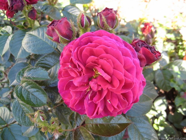 'Mel Hulse' rose photo