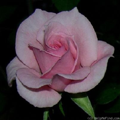 'Welparty' rose photo