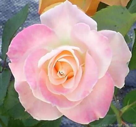 'Welpink' rose photo