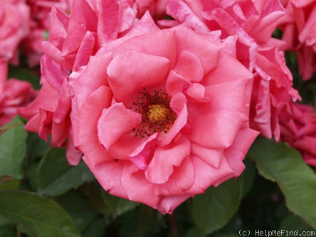 'Tiziana' rose photo