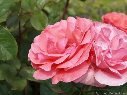 'Coral Queen Elizabeth' rose photo