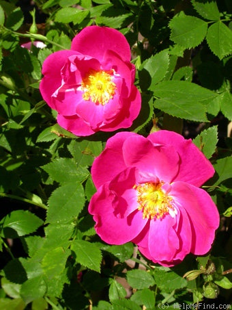 'William Baffin' rose photo