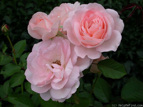'Clair Renaissance ™' rose, click to enlarge 'Clair Renaissance ™' rose photo
