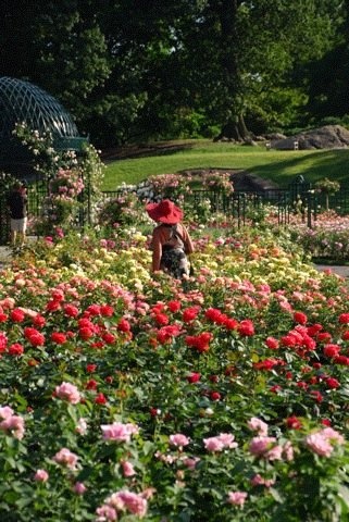 'The Peggy Rockefeller Rose Garden'  photo