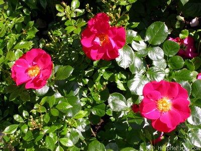 'Golden Eye' rose photo