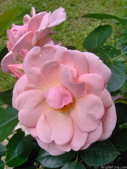 'Astrid Lindgren' rose photo