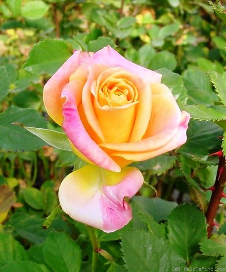 'Splash®  (florists rose, Spek, 2006)' rose photo