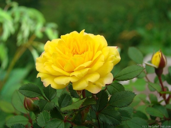 'Toulouse-Lautrec ®' rose photo