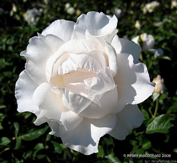 'White Majesty (hybrid tea, Meilland, 1990)' rose photo