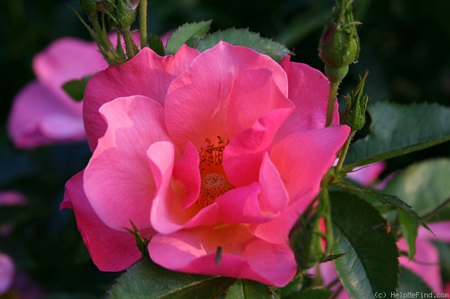 'All the Rage' rose photo