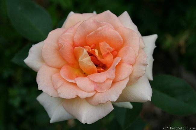 'Gentle Persuasion' rose photo