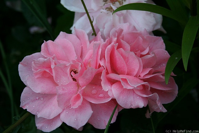 'Grace Note' rose photo