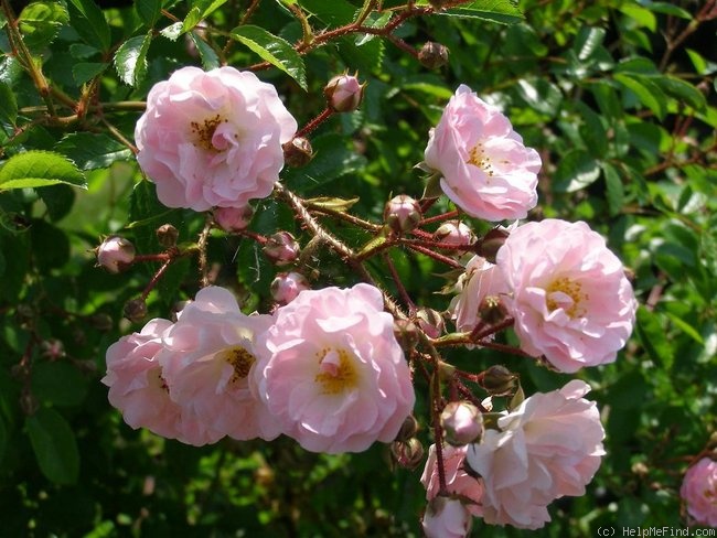 'Böhmova Popelka' rose photo