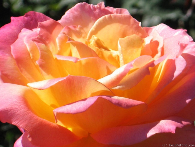 'Broadway ™ (hybrid tea, Perry, 1985)' rose photo