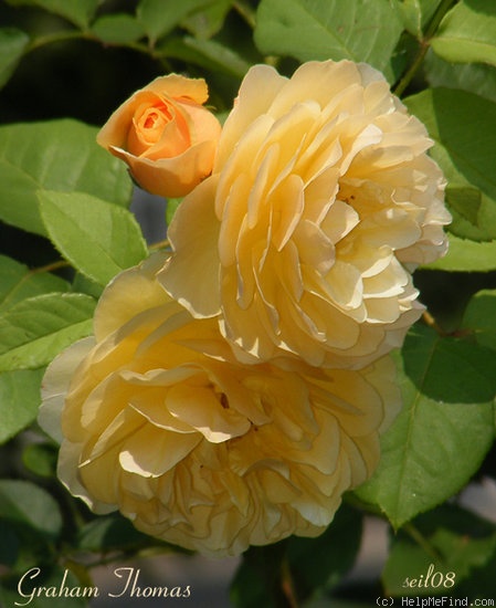 'Graham Thomas' rose photo