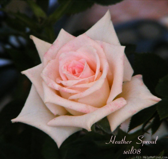 'Heather Sproul ™' rose photo