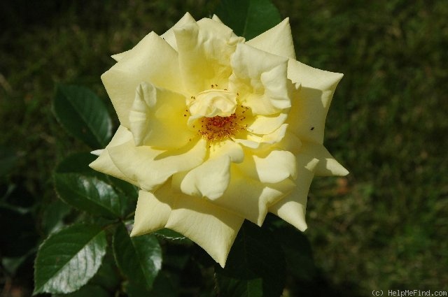 'Sunshine Sally (Shrub, Moore, 2000)' rose photo