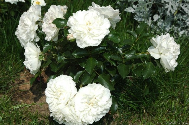 'White Meillandina' rose photo