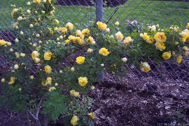 'Persian Yellow' rose photo