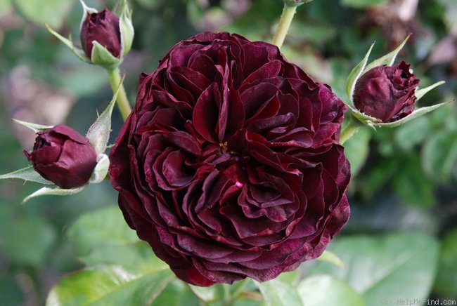 'Diablo Hawk' rose photo